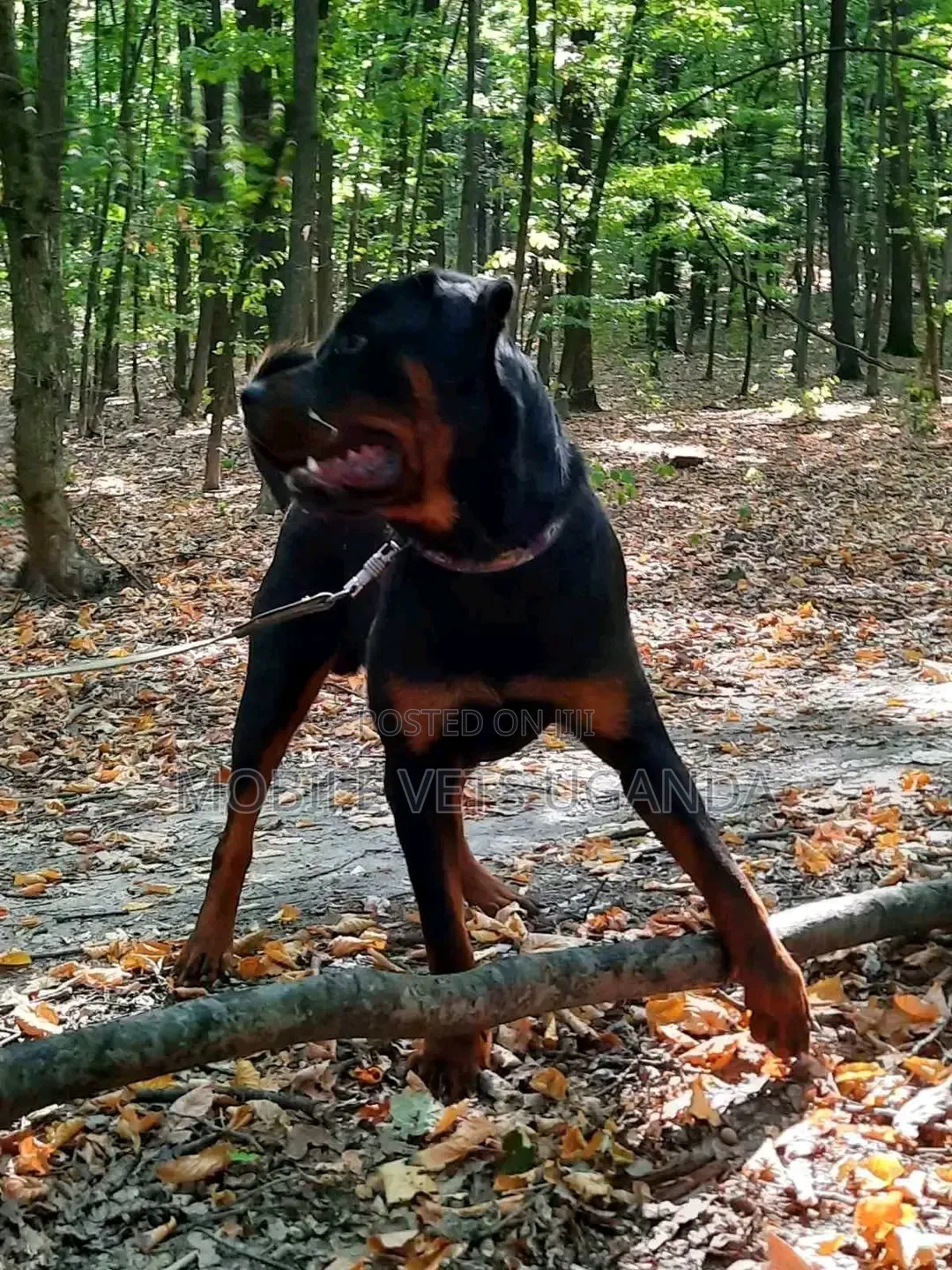 3-6 months Male Purebred Rottweiler