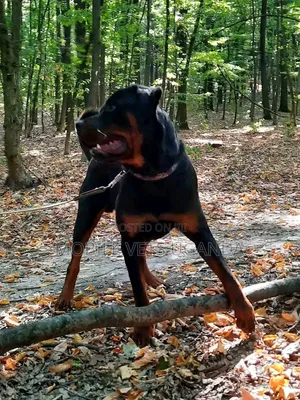 3-6 months Male Purebred Rottweiler