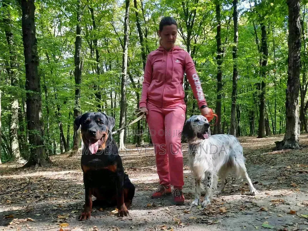 6-12 months Male Purebred Rottweiler
