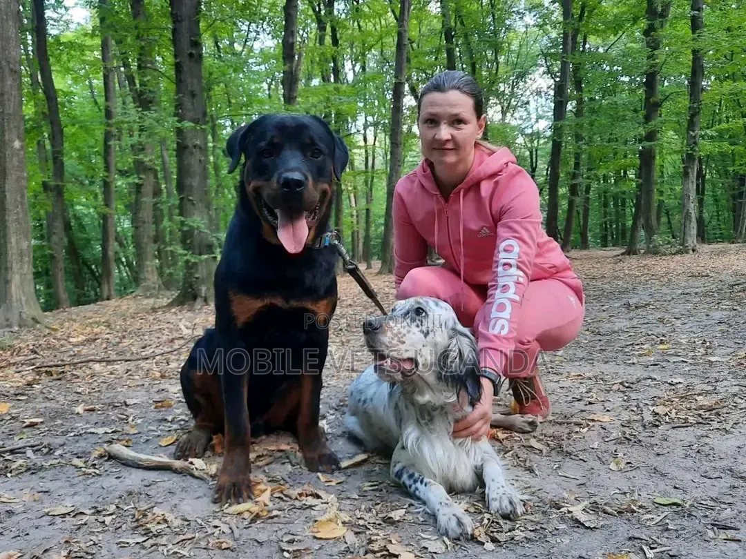 6-12 months Male Purebred Rottweiler