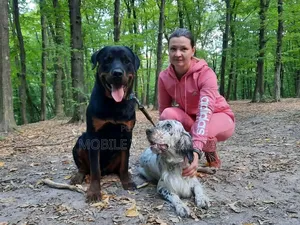 6-12 months Male Purebred Rottweiler