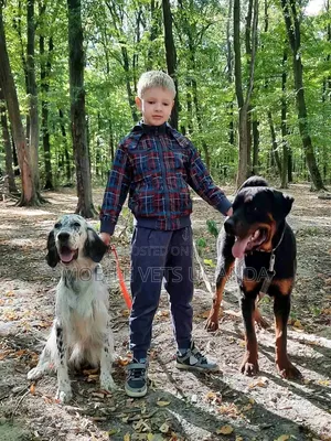 6-12 months Male Purebred Rottweiler