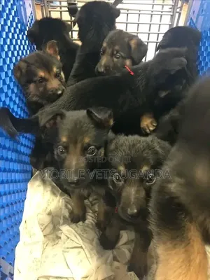 1-3 months Male Purebred German Shepherd