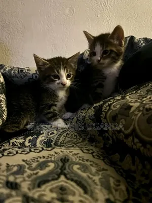 1-3 months Female Purebred American Bobtail