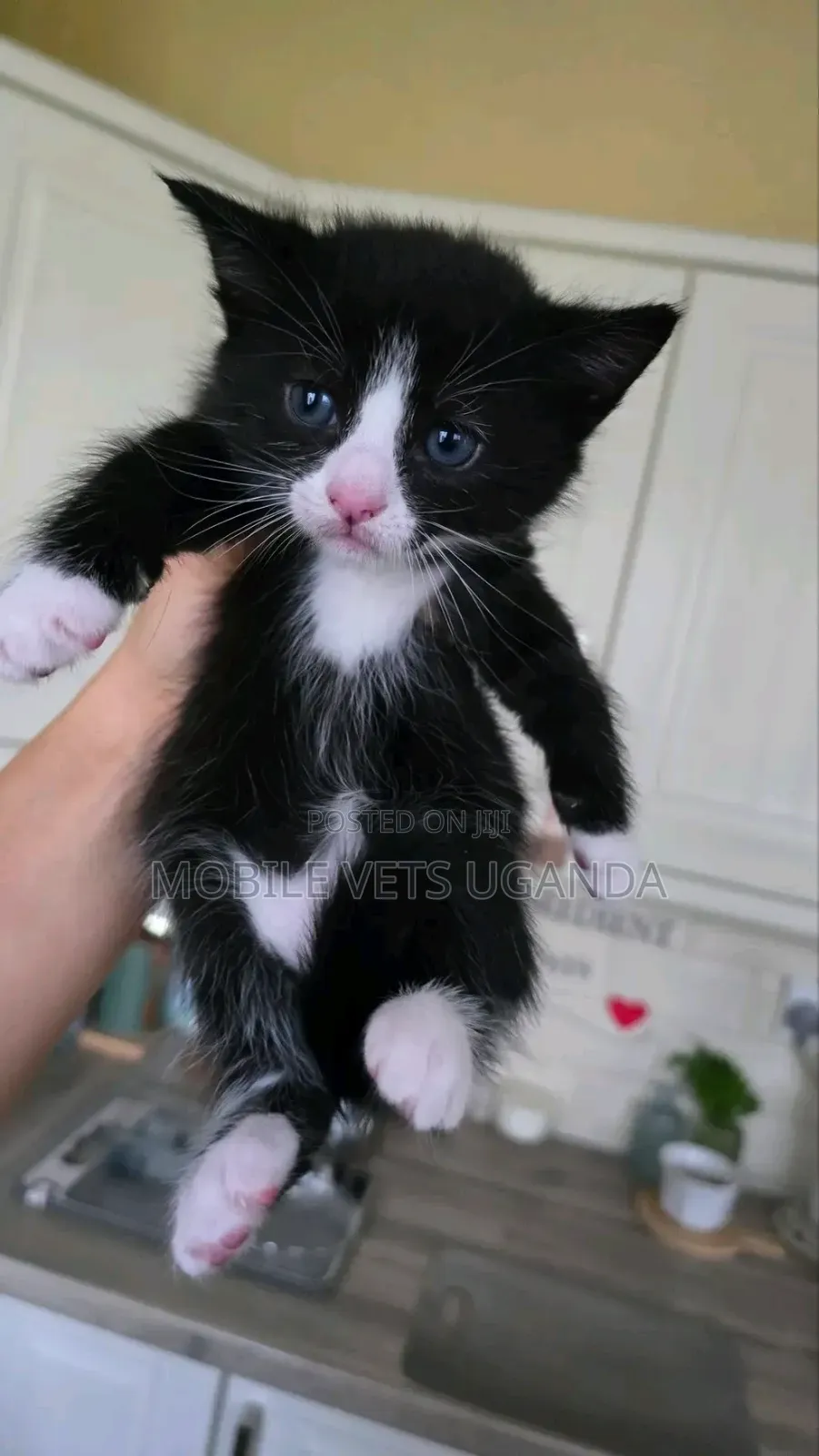 0-1 month Female Purebred American Bobtail