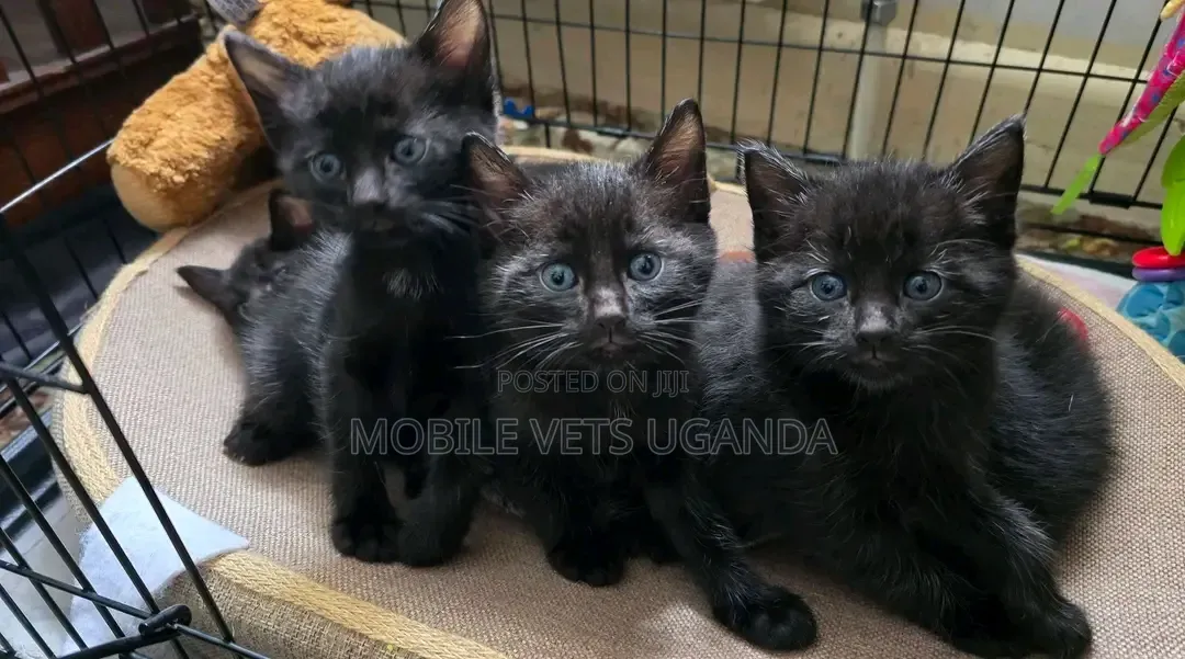 0-1 month Male Purebred Bombay