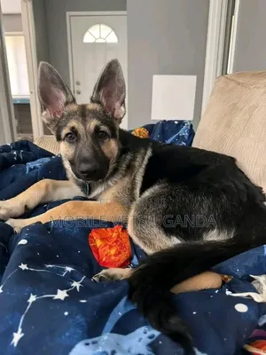 1-3 months Male Purebred German Shepherd