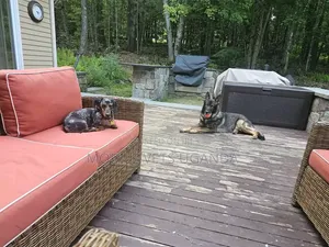 3-6 months Male Purebred German Shepherd