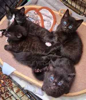 1-3 months Female Purebred Manx