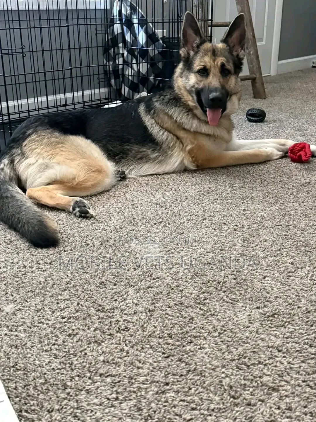 1-3 months Male Purebred German Shepherd