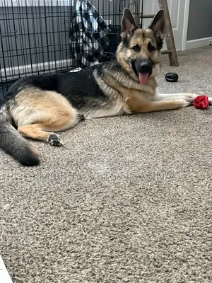 1-3 months Male Purebred German Shepherd