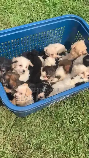 1-3 months Male Purebred Maltese