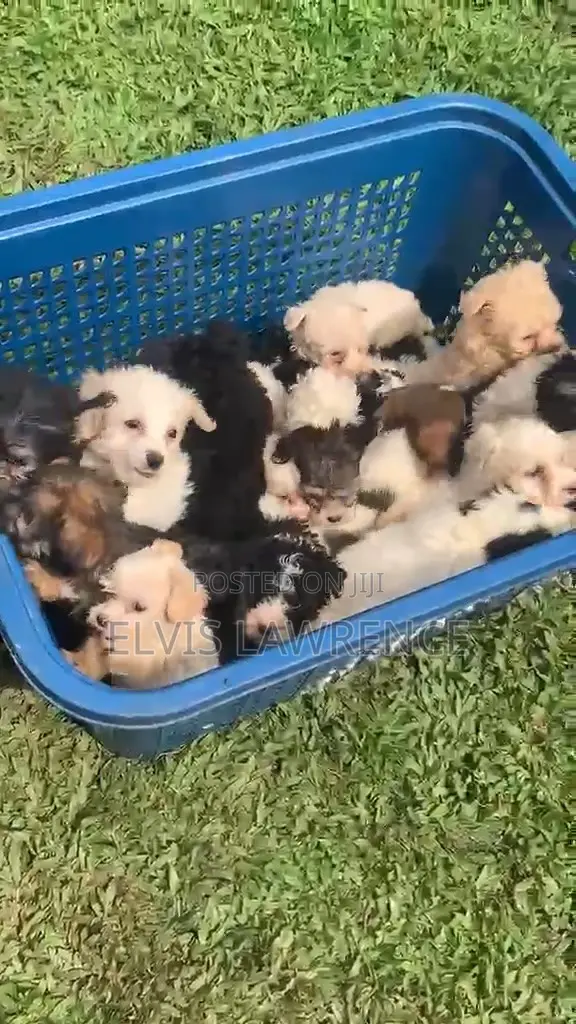 1-3 months Male Purebred Maltese