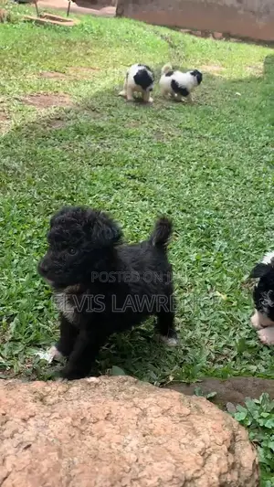1-3 months Male Purebred Maltese