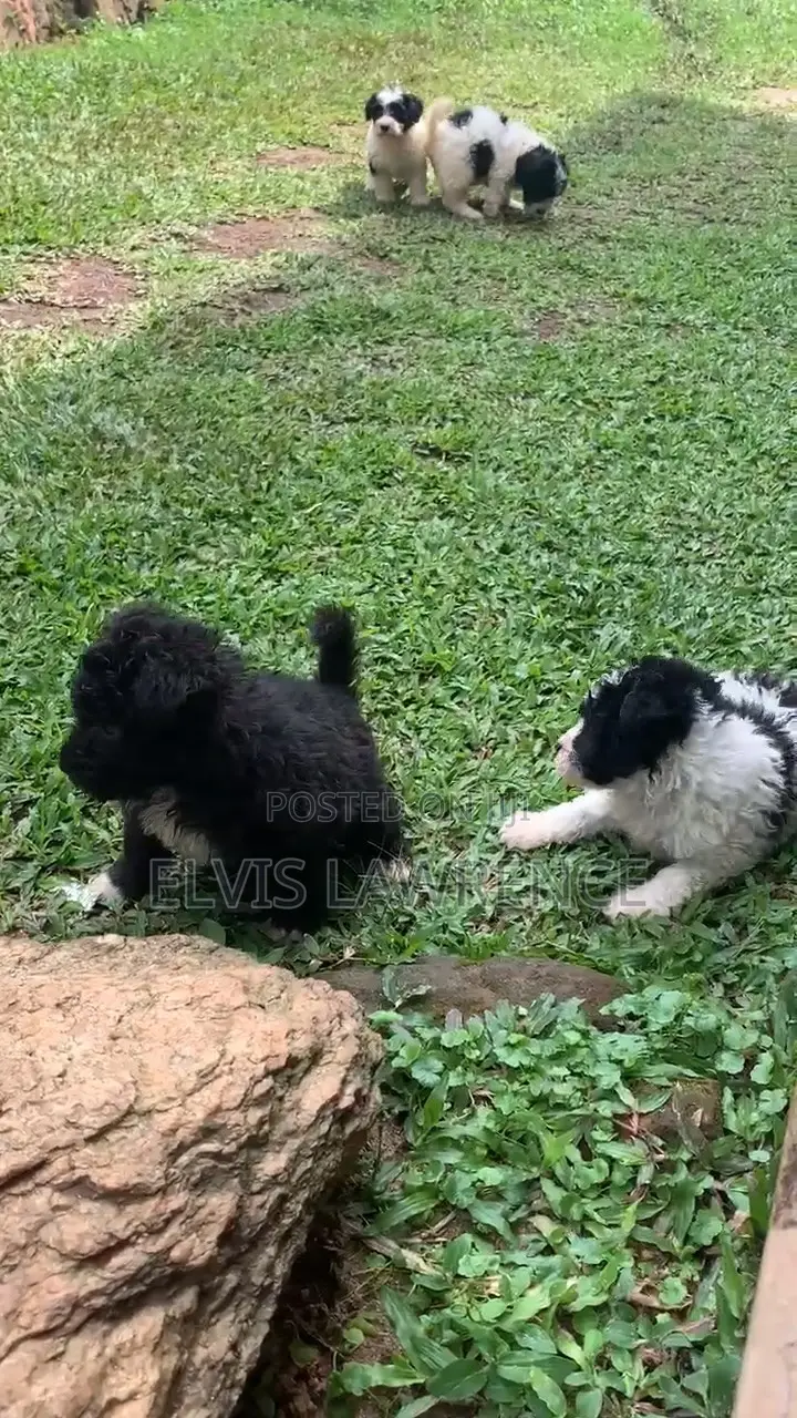 1-3 months Male Purebred Maltese