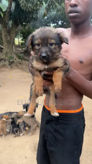 1-3 months Male Mixed Breed German Shepherd