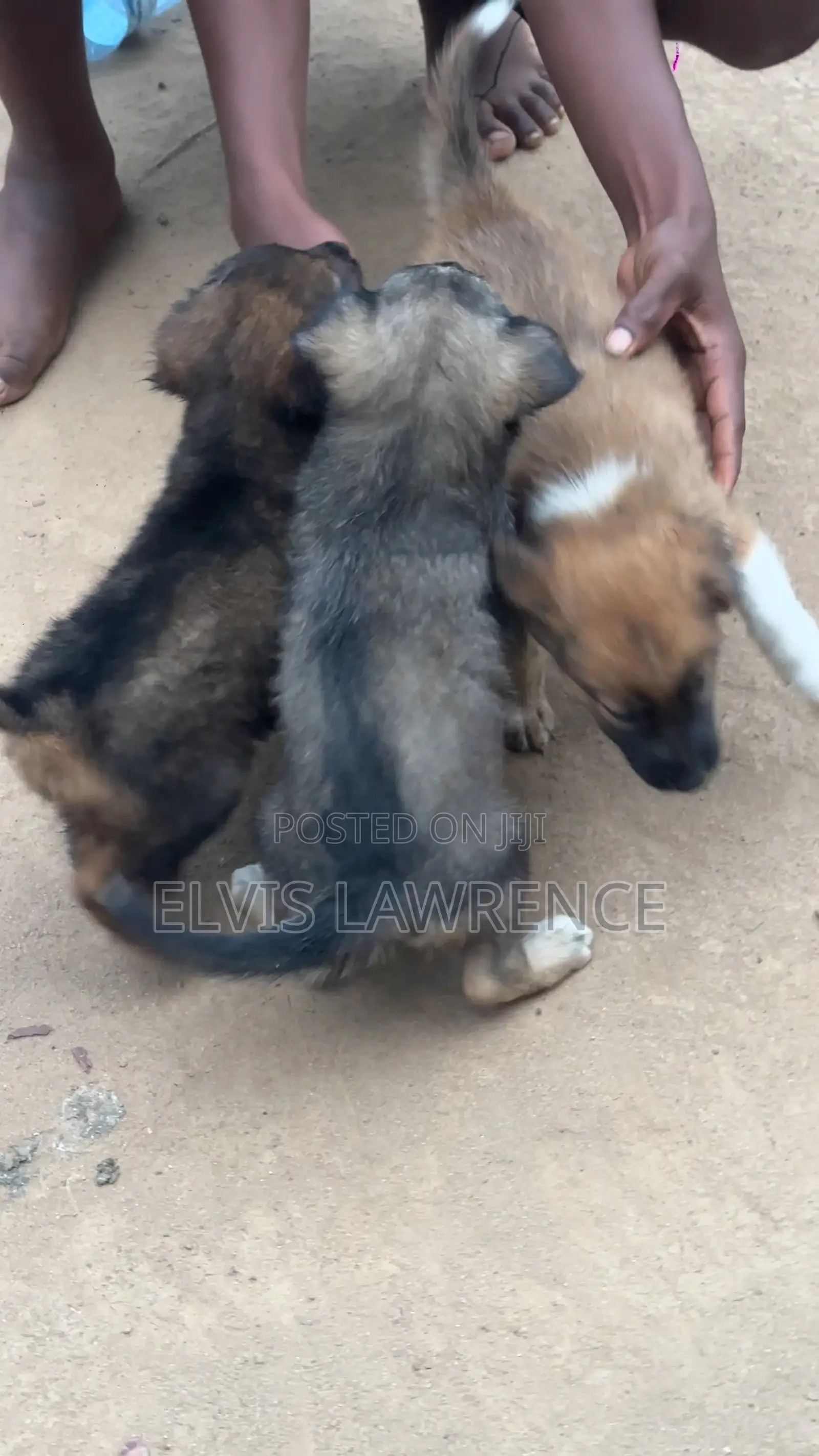 1-3 months Male Mixed Breed German Shepherd