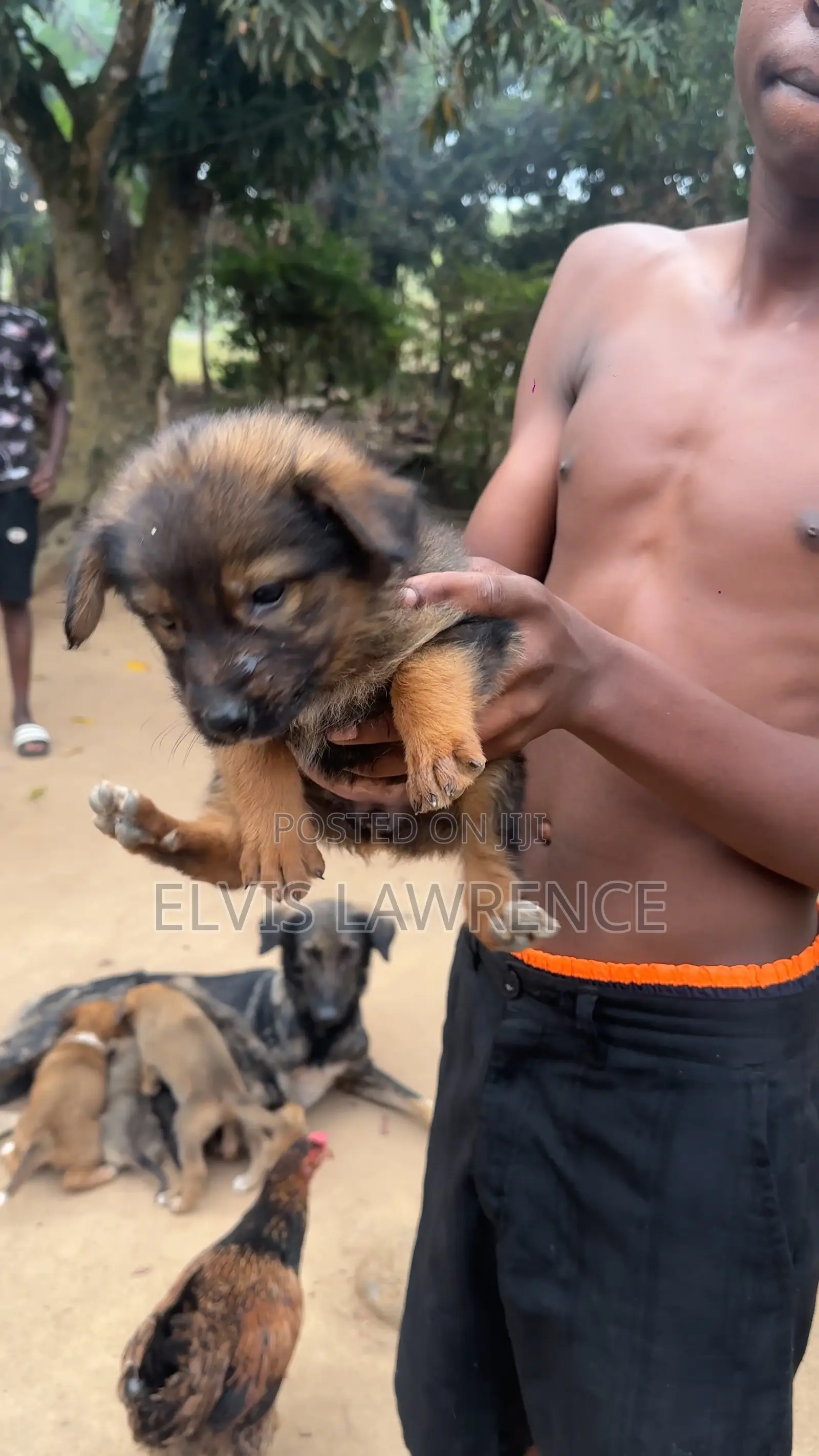 1-3 months Male Mixed Breed German Shepherd