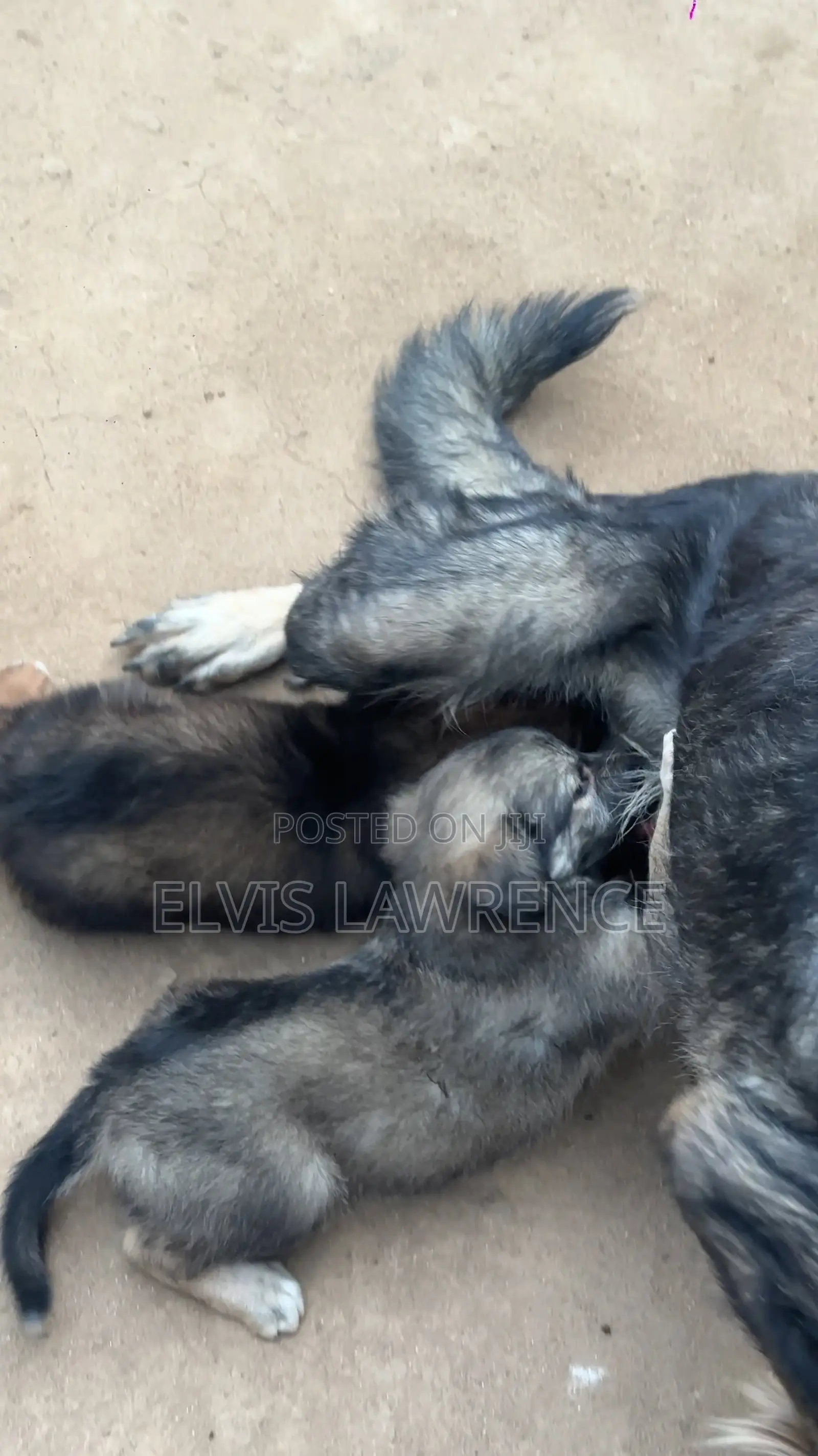 1-3 months Male Mixed Breed German Shepherd