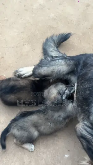 1-3 months Male Mixed Breed German Shepherd