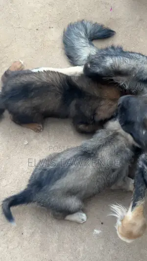1-3 months Male Mixed Breed German Shepherd