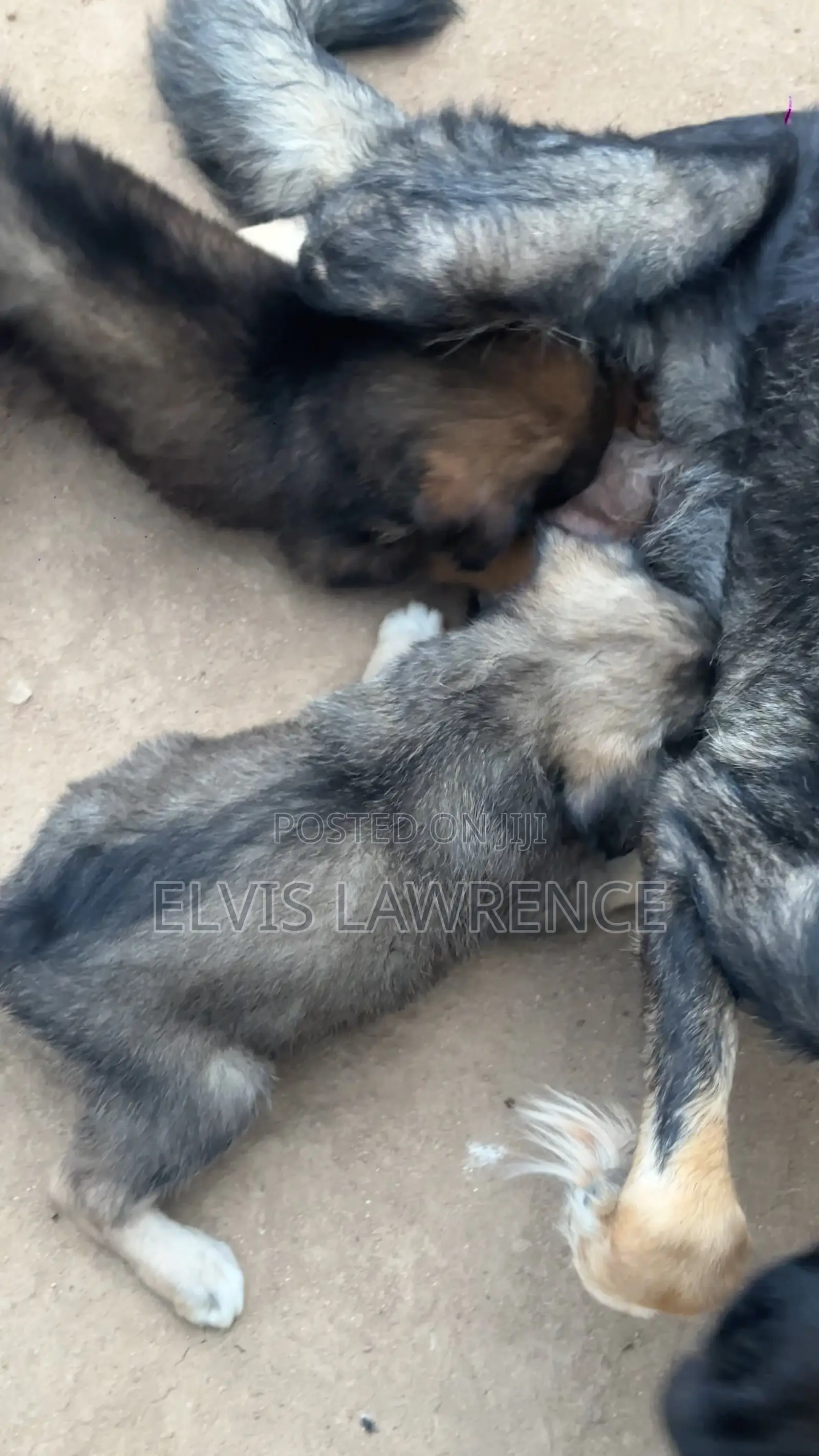 1-3 months Male Mixed Breed German Shepherd