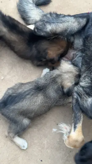 1-3 months Male Mixed Breed German Shepherd