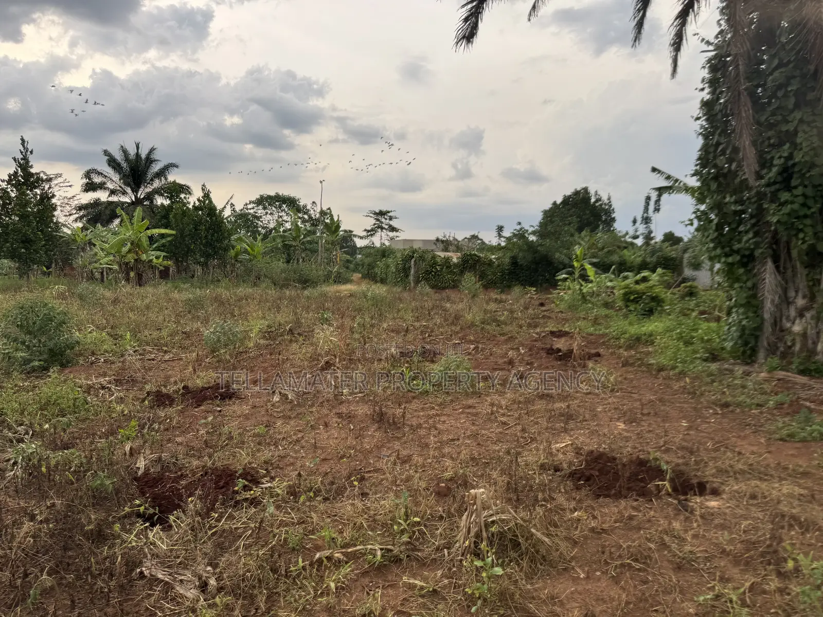 Nakifuma-Magogo Kigagga Estate Only 5 Plots Left
