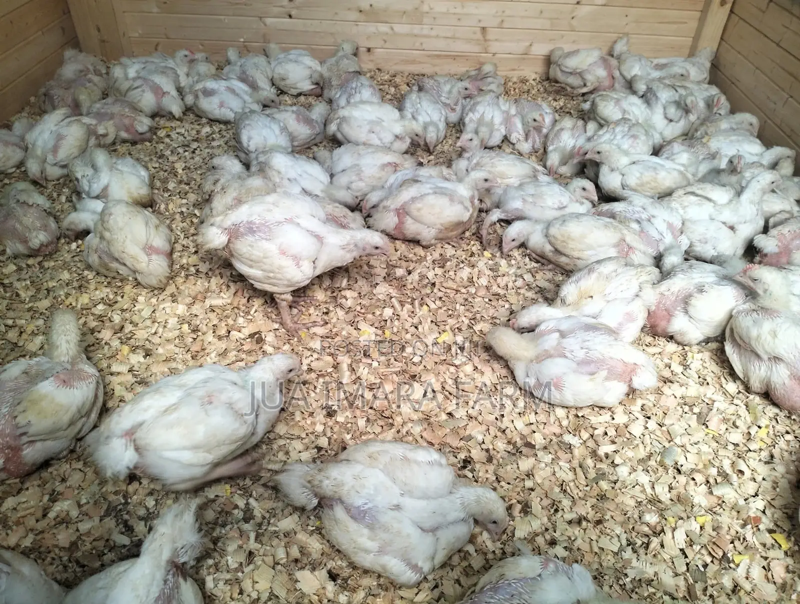 5 Weeks Broilers Ready for Sale