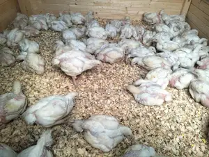 5 Weeks Broilers Ready for Sale