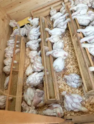 5 Weeks Broilers Ready for Sale