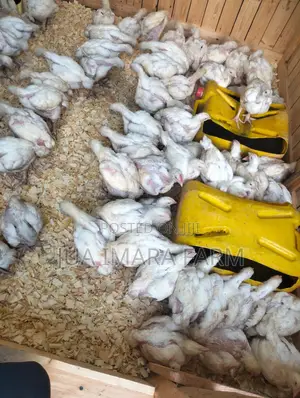 5 Weeks Broilers Ready for Sale