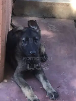 1-3 months Male Purebred German Shepherd