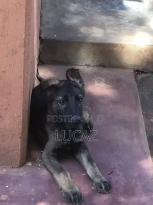 1-3 months Male Purebred German Shepherd