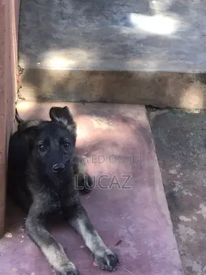 1-3 months Male Purebred German Shepherd