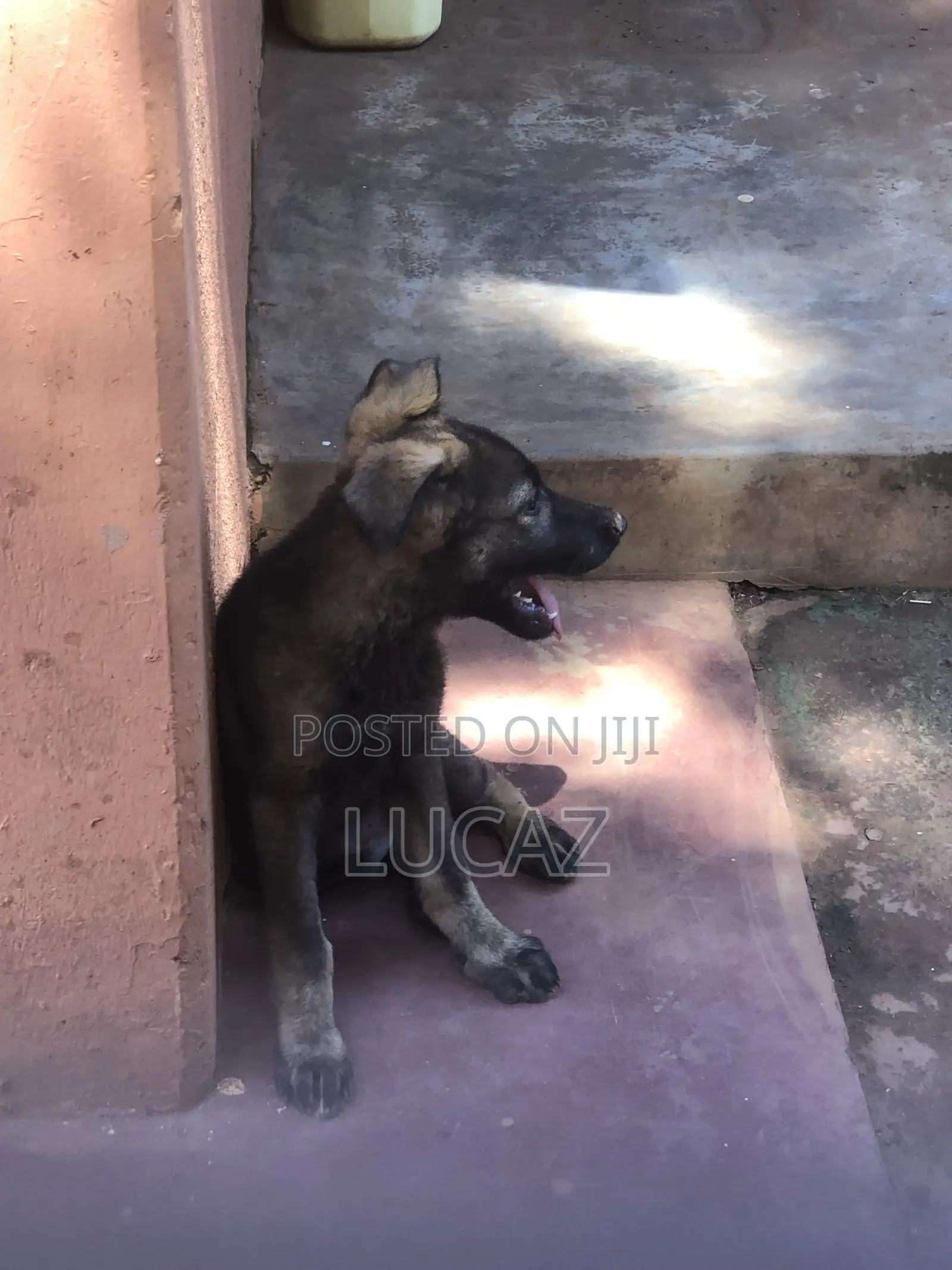 1-3 months Male Purebred German Shepherd