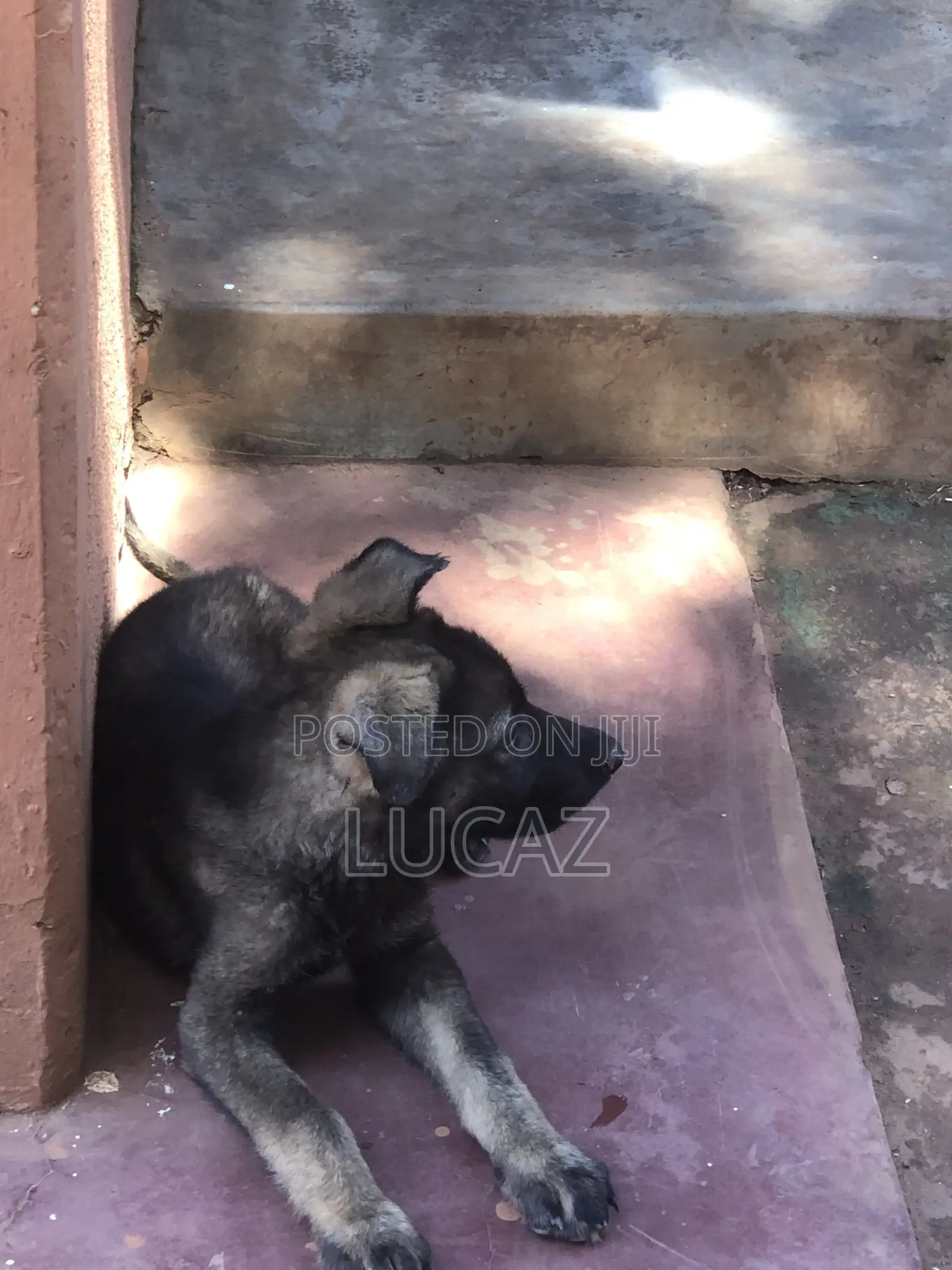 1-3 months Male Purebred German Shepherd