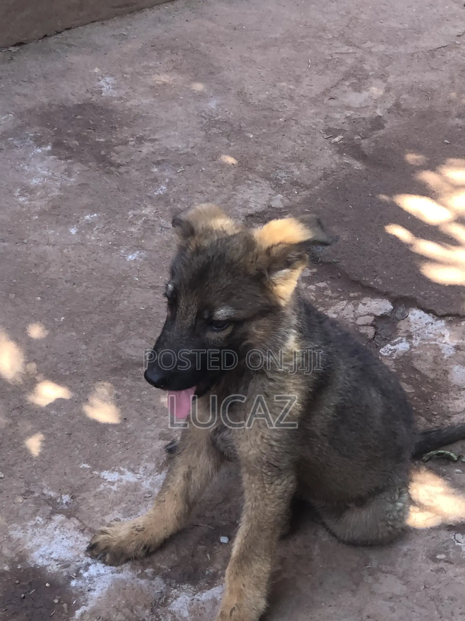 1-3 months Male Purebred German Shepherd