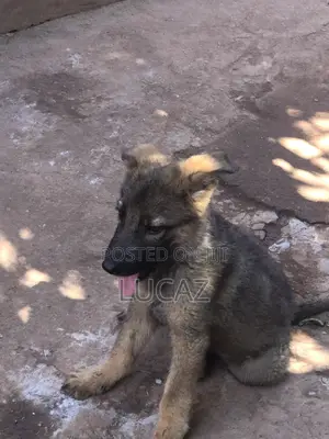 1-3 months Male Purebred German Shepherd