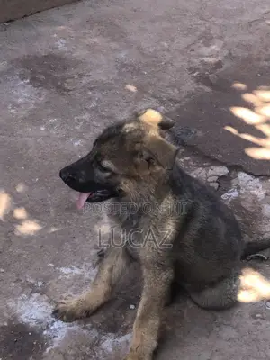 1-3 months Male Purebred German Shepherd