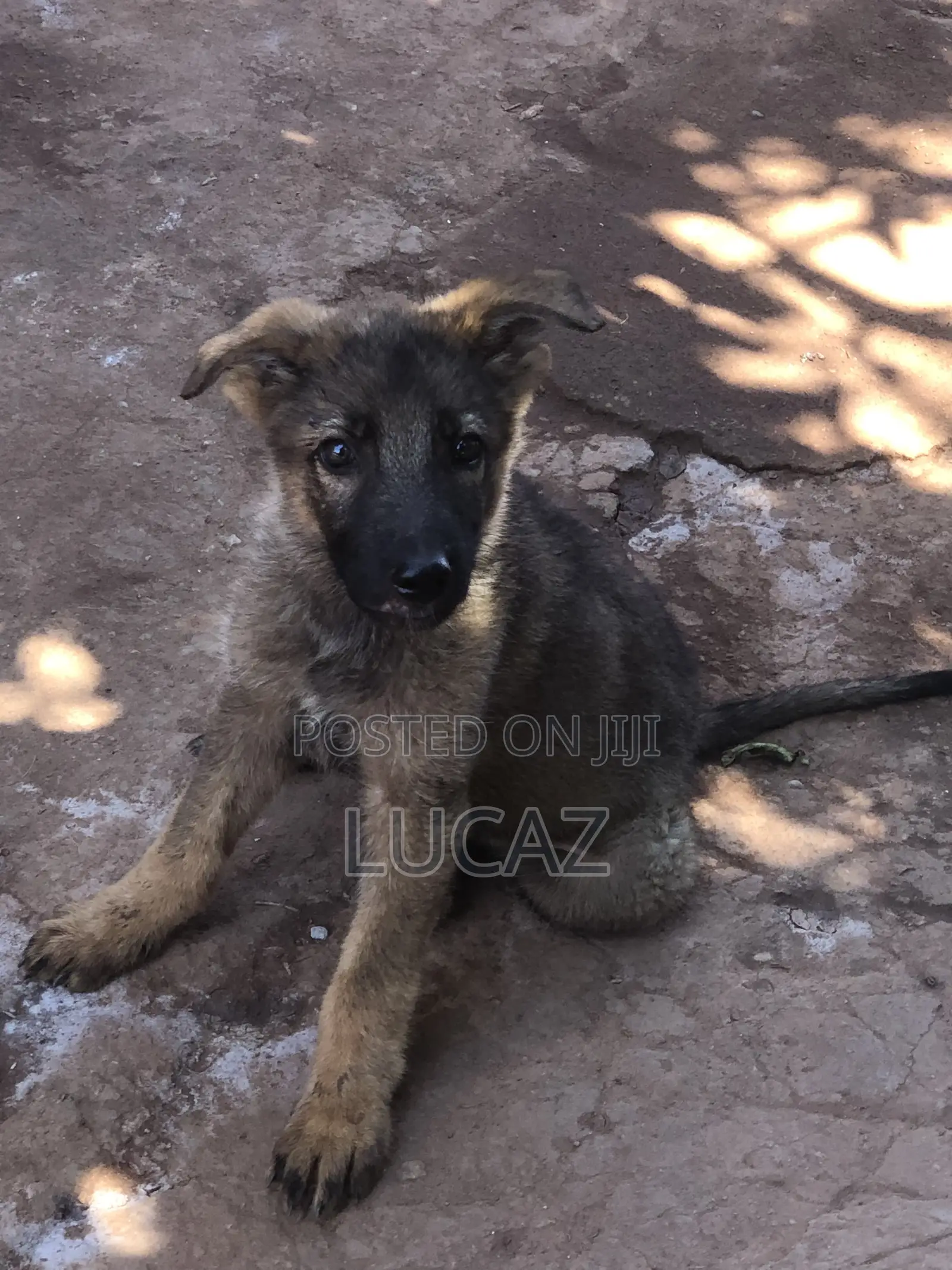 1-3 months Male Purebred German Shepherd