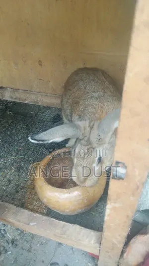 Four Flemish glGiant Rabbits