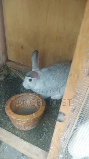Four Flemish glGiant Rabbits