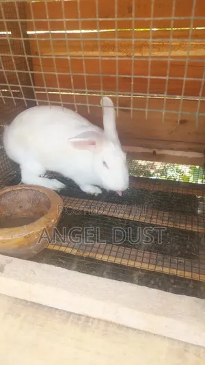 Four Flemish glGiant Rabbits
