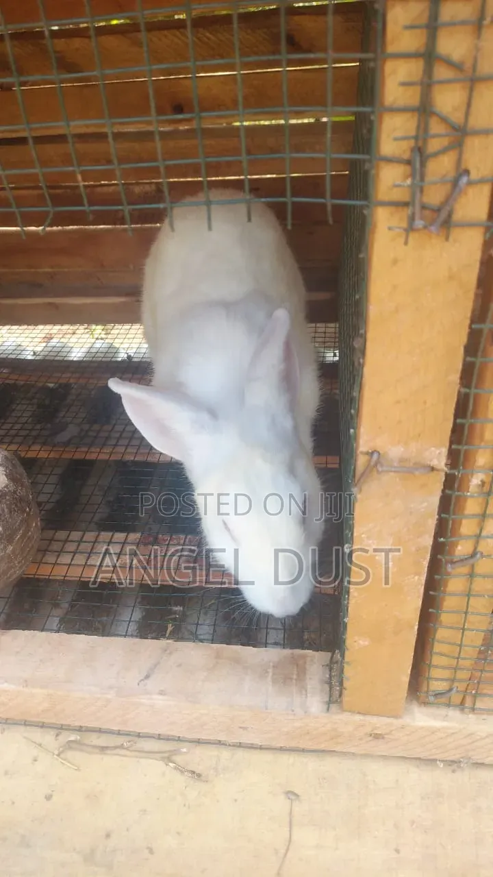 Four Flemish glGiant Rabbits