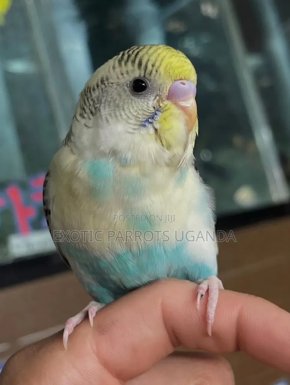 Trained Bird Pets