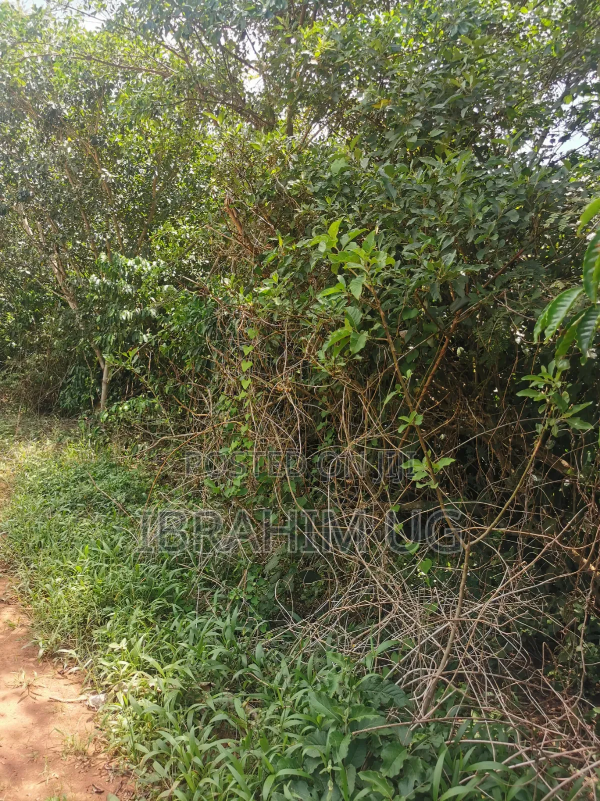 30 ACRES of Land in Seeta Namuganga 40 M Per Acre