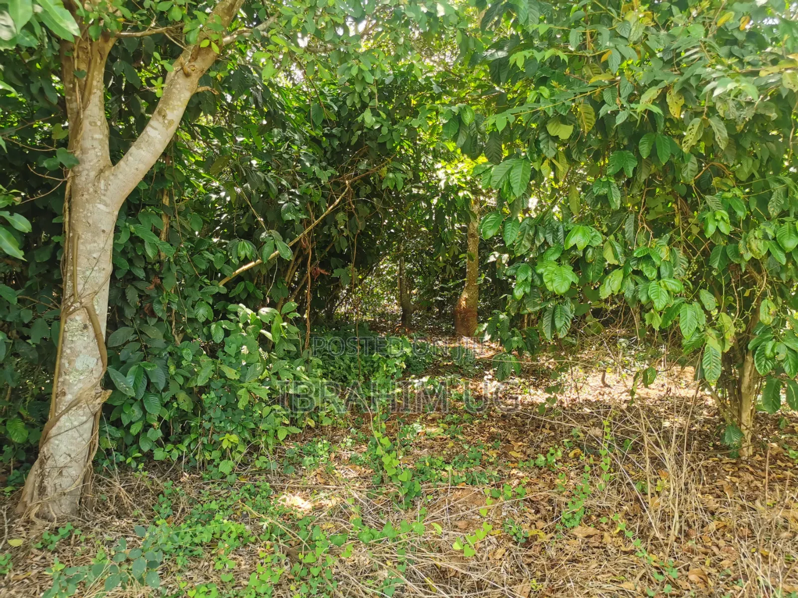 30 ACRES of Land in Seeta Namuganga 40 M Per Acre