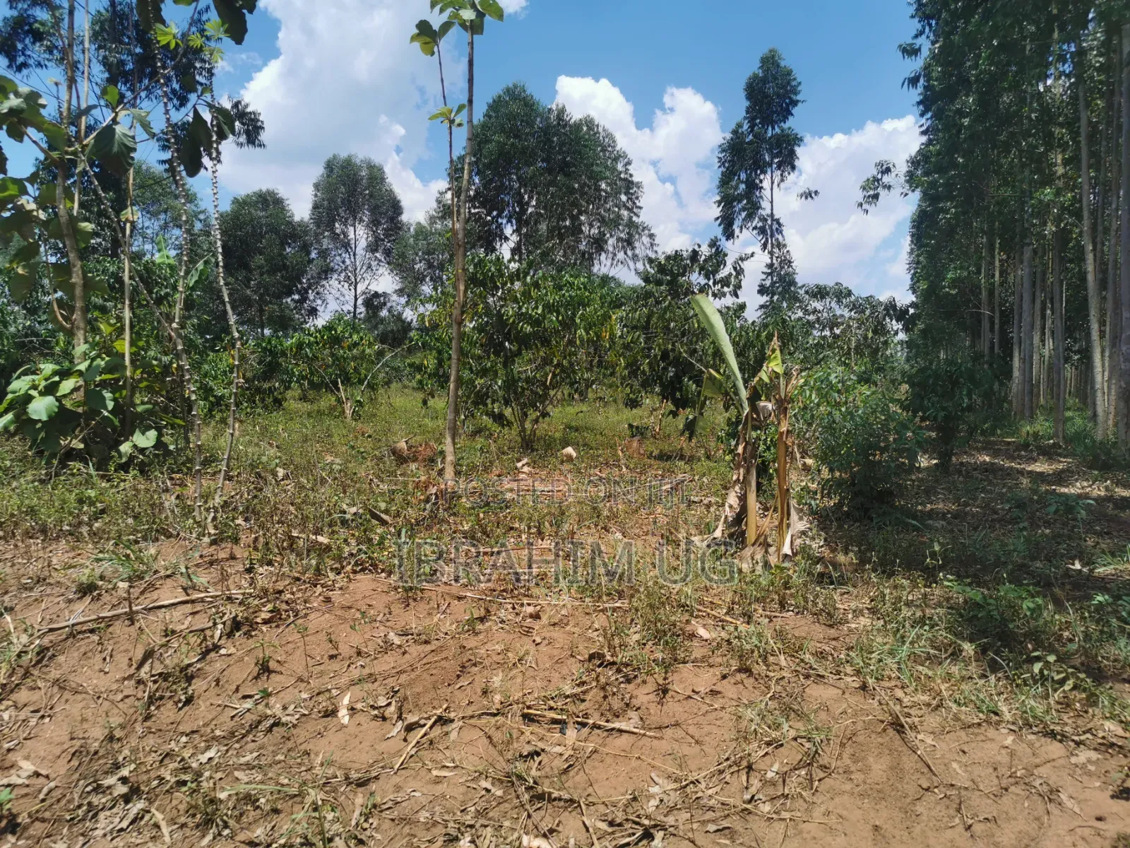 10 ACRES 40m in Mukono Seeta Namuganga