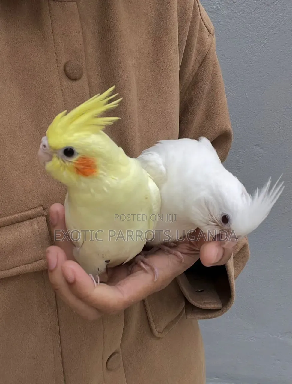 Cockatiels Trained